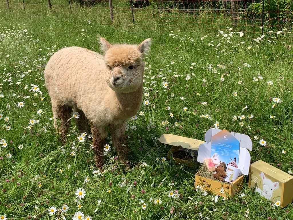 Alpaka mit Geschenkbox quer